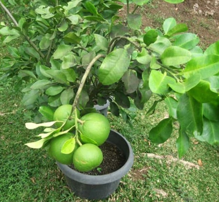 Pomelo Fruit Tree Seedling