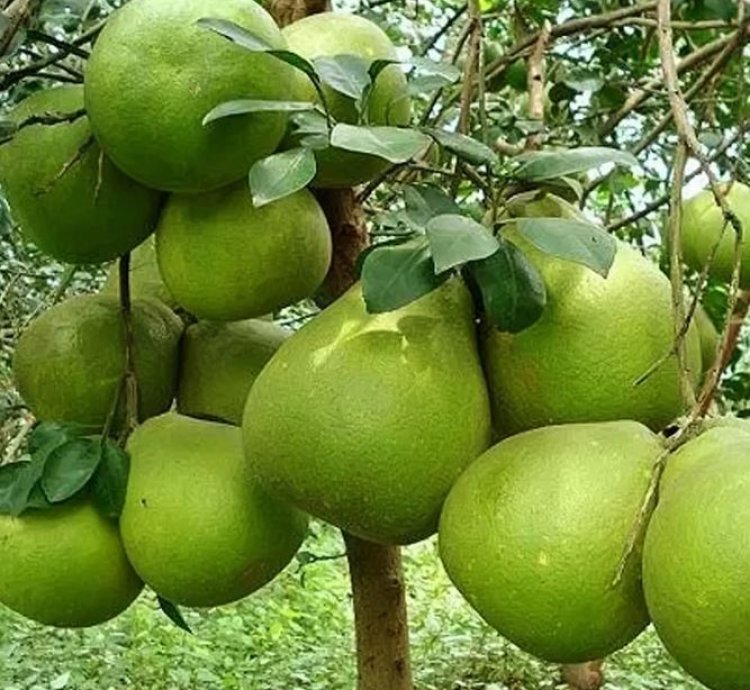 Pomelo Fruit Tree Seedling
