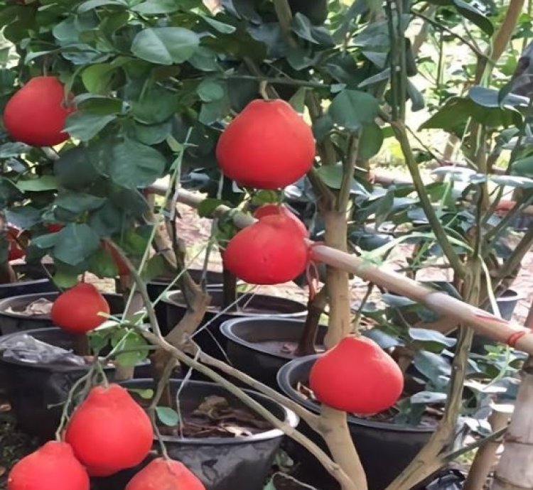 Red Pomelo Fruit Tree Seedling