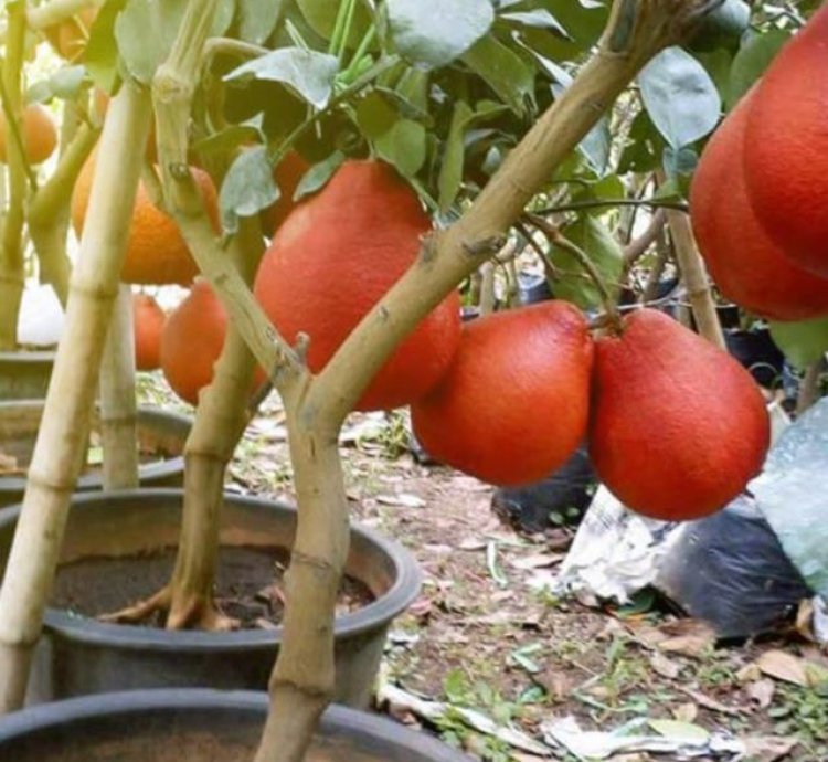 Red Pomelo Fruit Tree Seedling