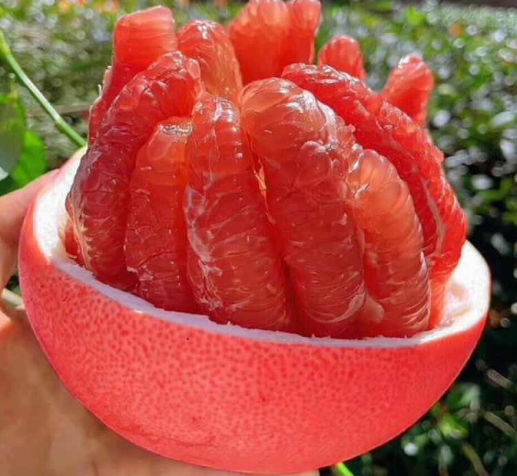Red Pomelo Fruit Tree Seedling