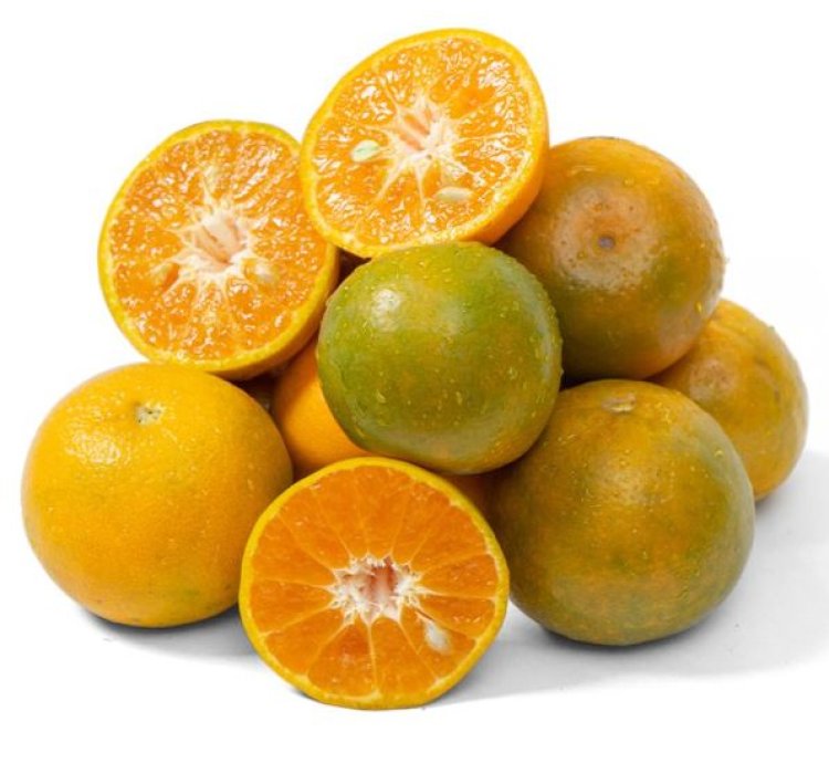Siam Honey Orange Fruit Tree Seedling