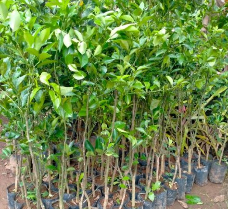Siam Honey Orange Fruit Tree Seedling