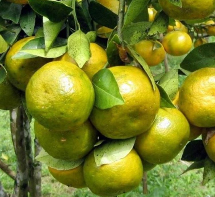 Siam Honey Orange Fruit Tree Seedling