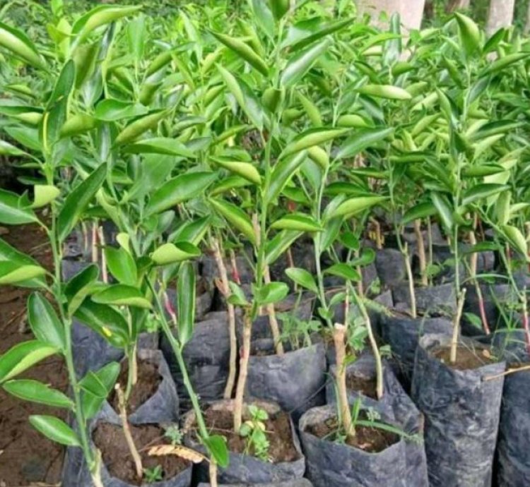 Santang Madu Orange Fruit Tree Seedling
