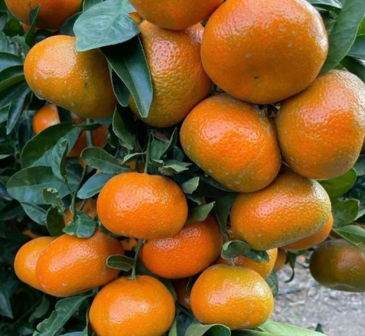 Santang Madu Orange Fruit Tree Seedling