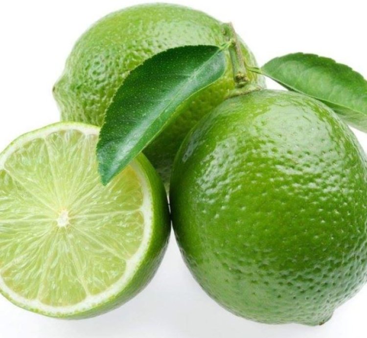 Key Lime (Jeruk Nipis) Fruit Tree Seedling