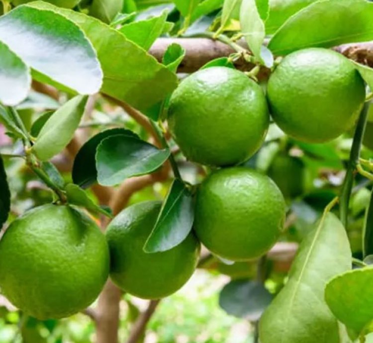 Key Lime (Jeruk Nipis) Fruit Tree Seedling