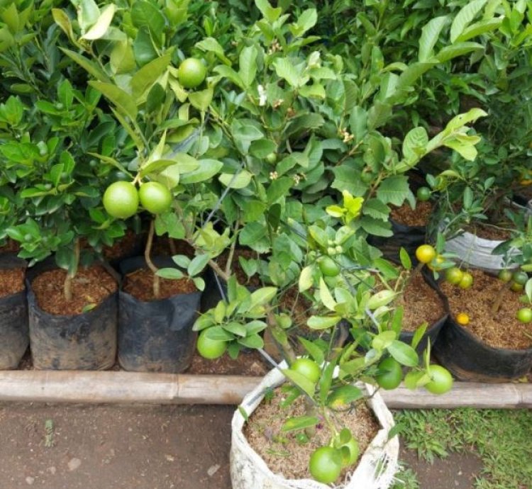 Key Lime (Jeruk Nipis) Fruit Tree Seedling