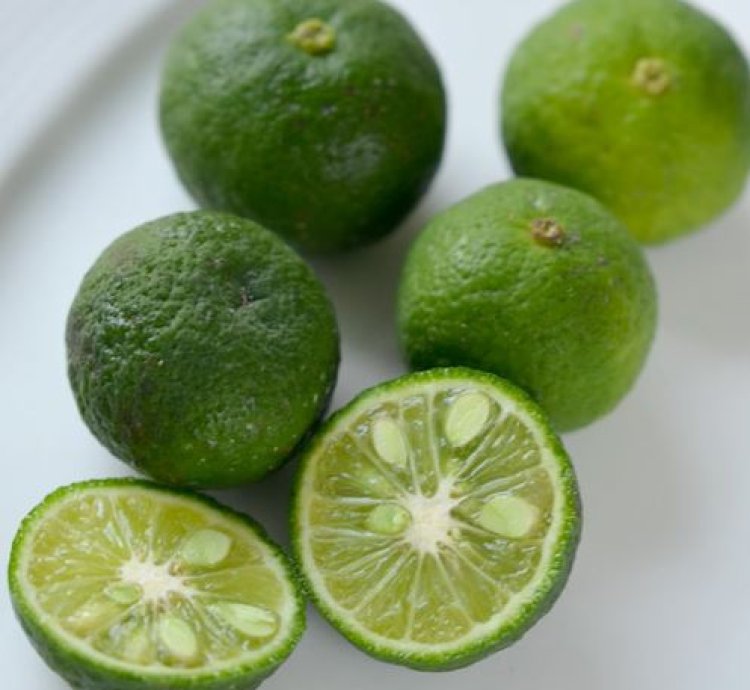 Limau (Wild Lime) Fruit Tree Seedling
