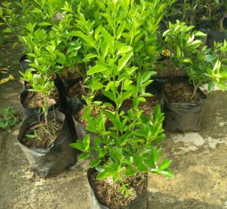 Limau (Wild Lime) Fruit Tree Seedling