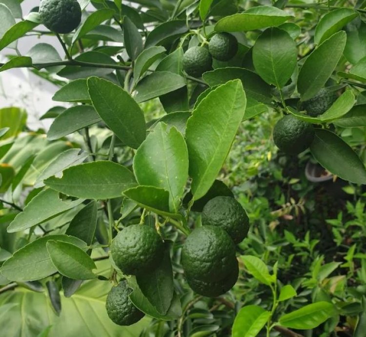 Limau (Wild Lime) Fruit Tree Seedling