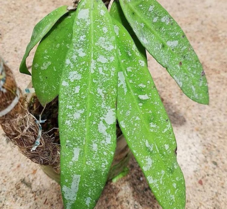Hoya Sp Dahlia - Easy Care Tropical Indoor Outdoor Plant Exotic Foliage