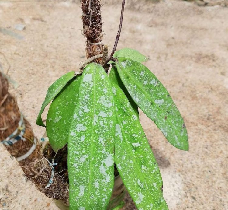 Hoya Sp Dahlia - Easy Care Tropical Indoor Outdoor Plant Exotic Foliage