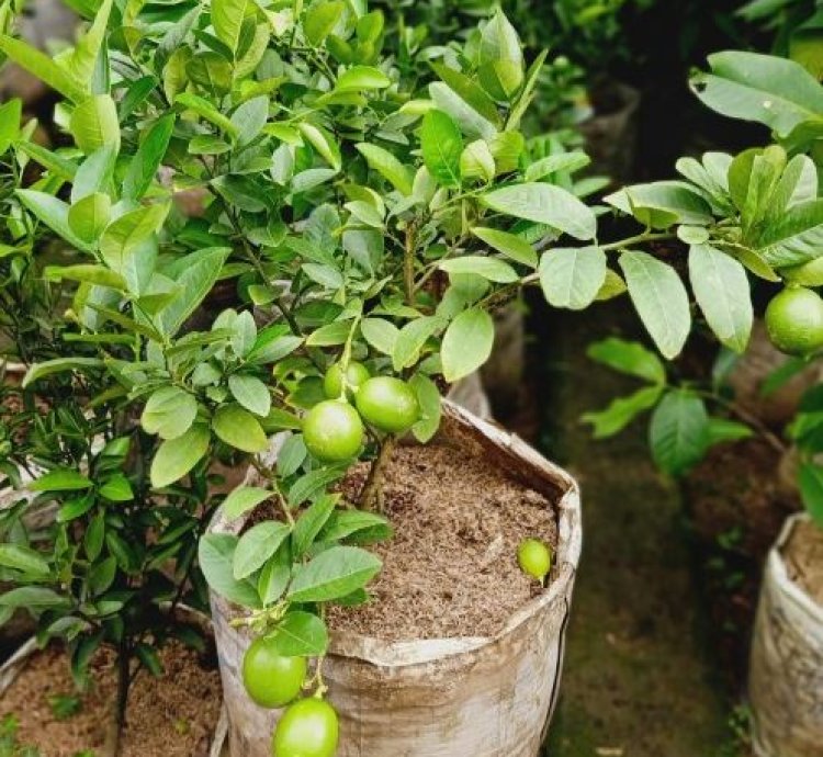 California Lemon Fruit Tree Seedling