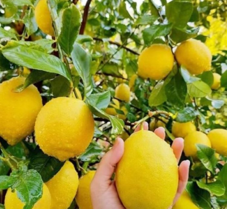 California Lemon Fruit Tree Seedling