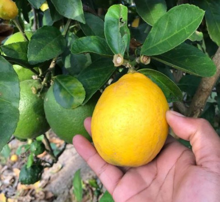 California Lemon Fruit Tree Seedling