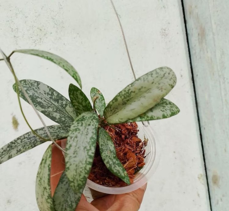 Hoya Singalitis Splash - Easy Care Exotic Indoor Outdoor Foliage Plant