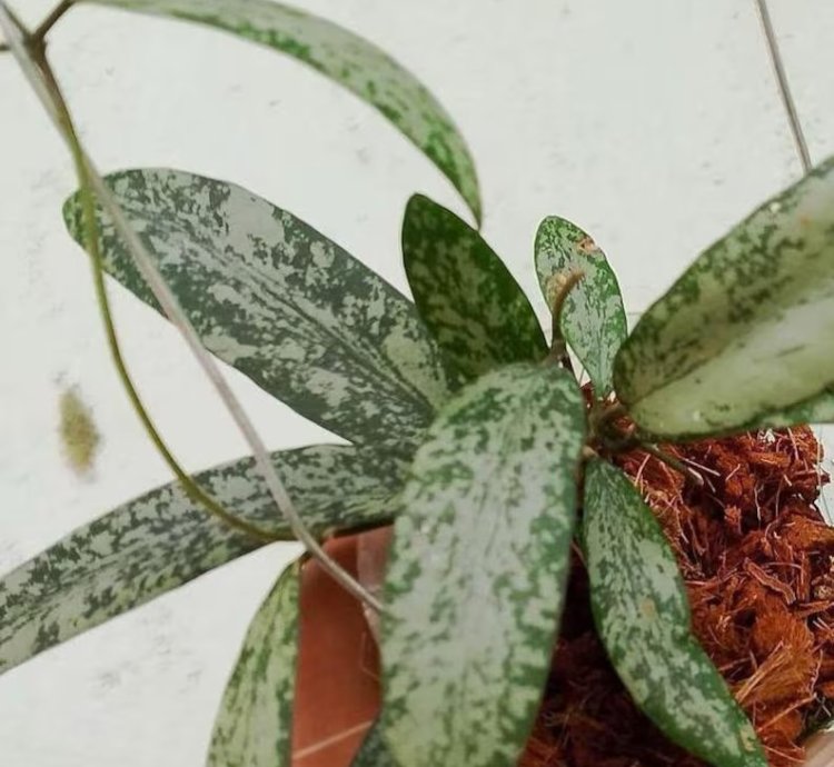 Hoya Singalitis Splash - Easy Care Exotic Indoor Outdoor Foliage Plant