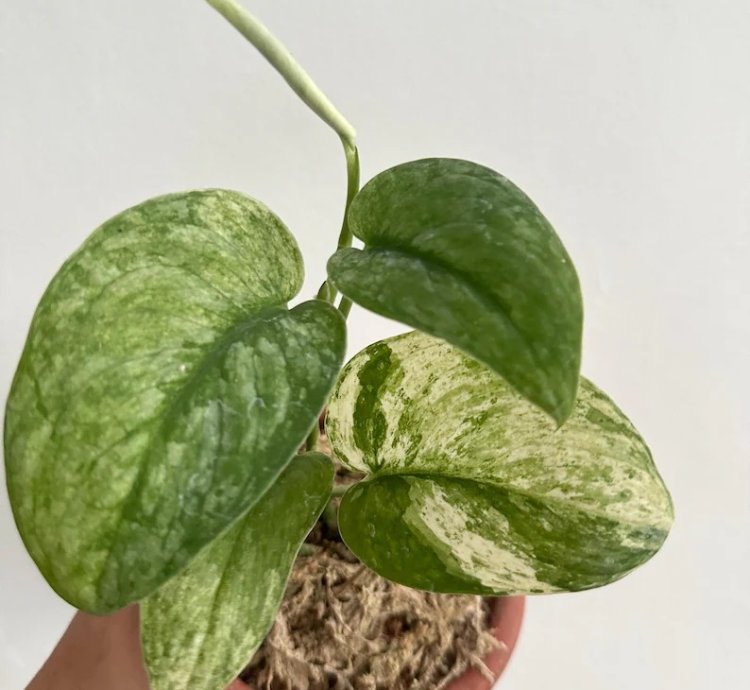 Scindapsus Halimun Salak Variegated - Easy Care Tropical Indoor Outdoor Plant