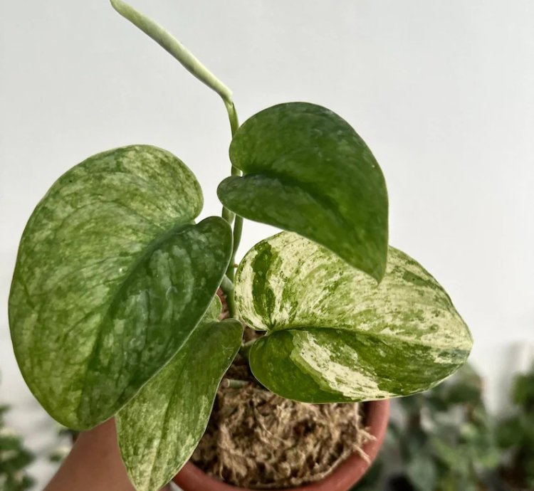 Scindapsus Halimun Salak Variegated - Easy Care Tropical Indoor Outdoor Plant