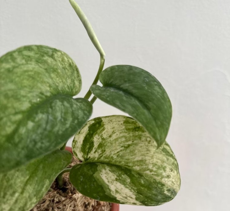 Scindapsus Halimun Salak Variegated - Easy Care Tropical Indoor Outdoor Plant