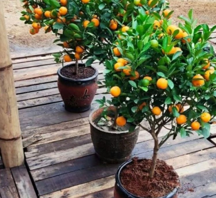 Mandarin Orange Fruit Tree Seedling