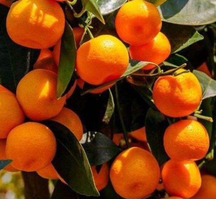Mandarin Orange Fruit Tree Seedling