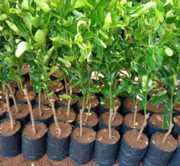 Sunkist Orange Fruit Tree Seedling