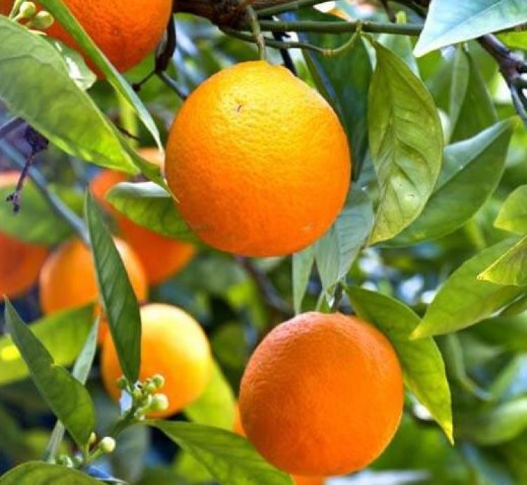 Sunkist Orange Fruit Tree Seedling