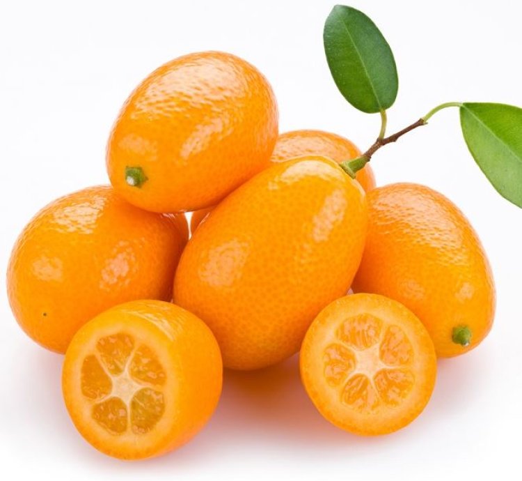 Nagami Orange Fruit Tree Seedling