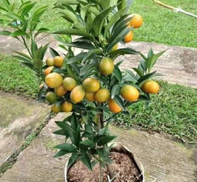 Nagami Orange Fruit Tree Seedling
