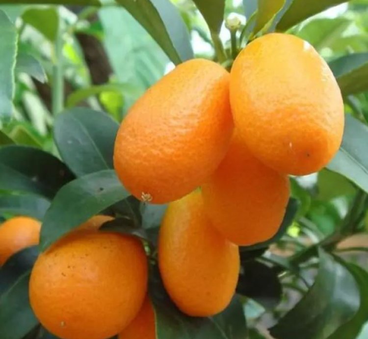 Nagami Orange Fruit Tree Seedling