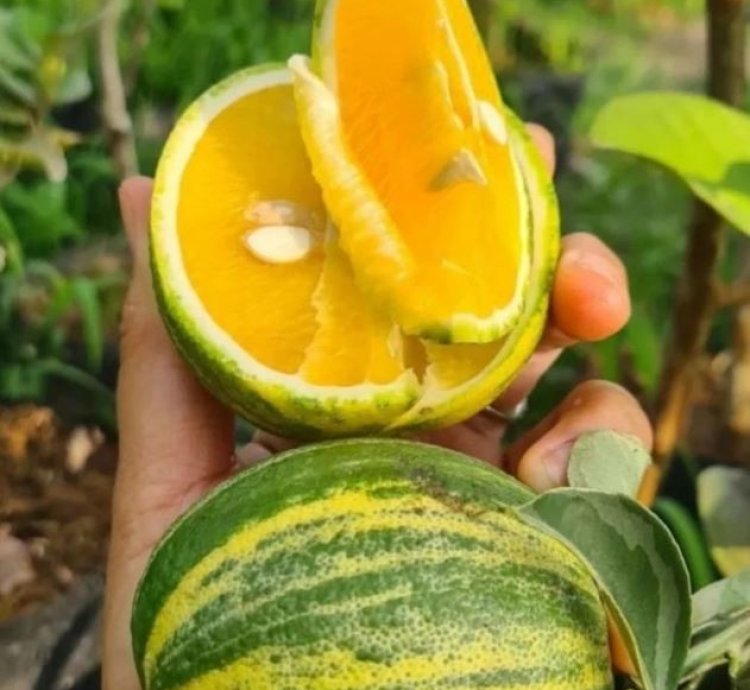 Sunkist Variegata Orange Fruit Tree Seedling