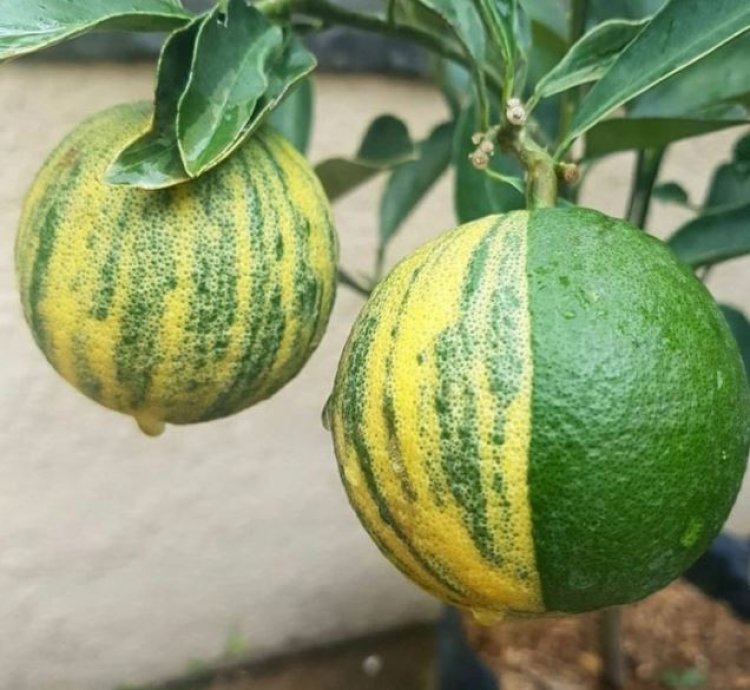 Sunkist Variegata Orange Fruit Tree Seedling