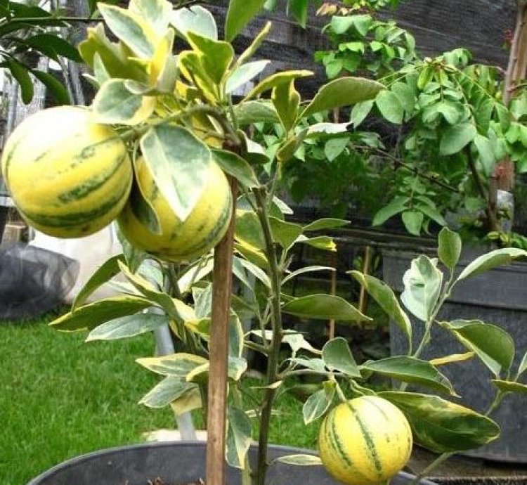 Sunkist Variegata Orange Fruit Tree Seedling