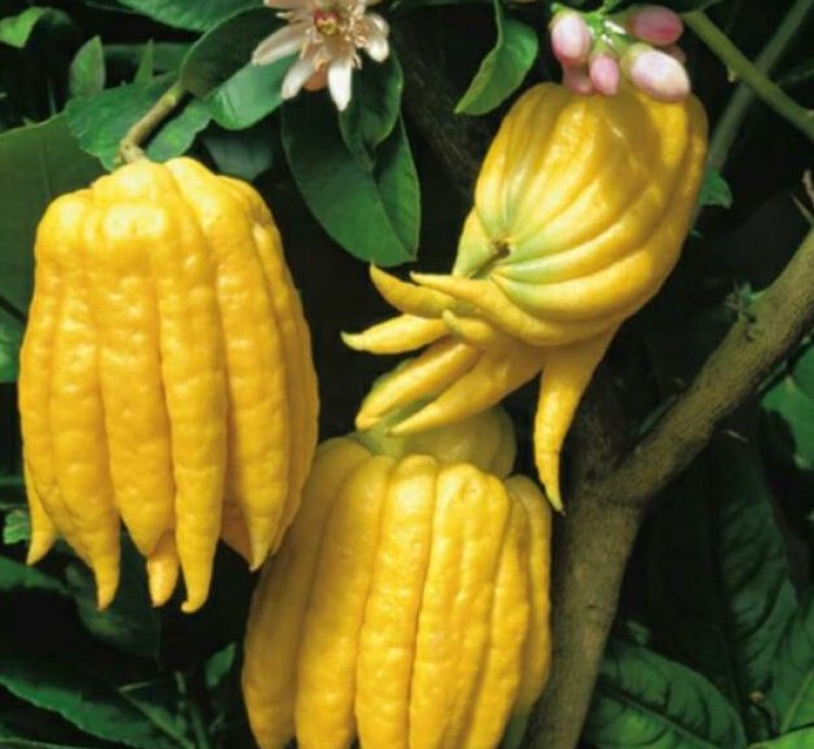 Buddha's Hand Orange Fruit Tree Seedling
