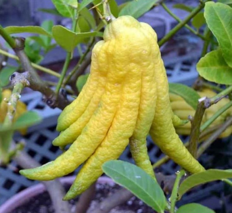 Buddha's Hand Orange Fruit Tree Seedling