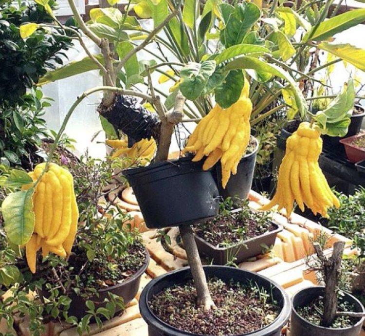 Buddha's Hand Orange Fruit Tree Seedling