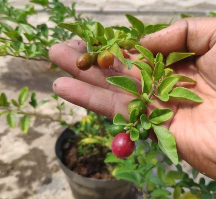 Kingkit Orange Fruit Tree Seedling