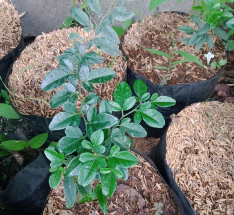 Kingkit Orange Fruit Tree Seedling
