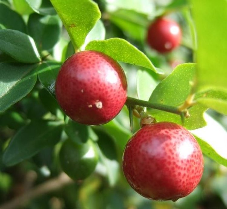 Kingkit Orange Fruit Tree Seedling