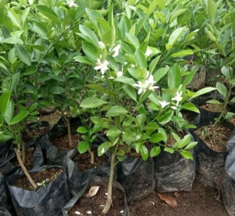 Kasturi Orange Fruit Tree Seedling