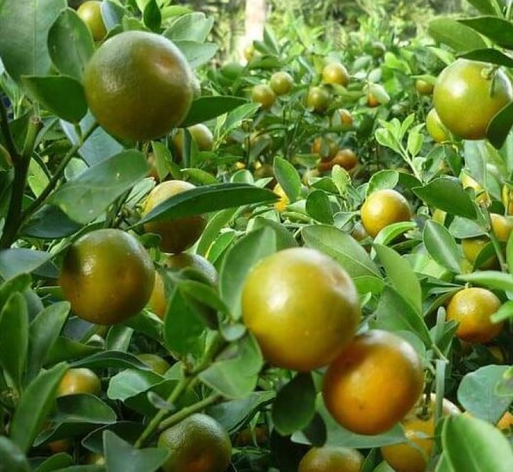 Kasturi Orange Fruit Tree Seedling