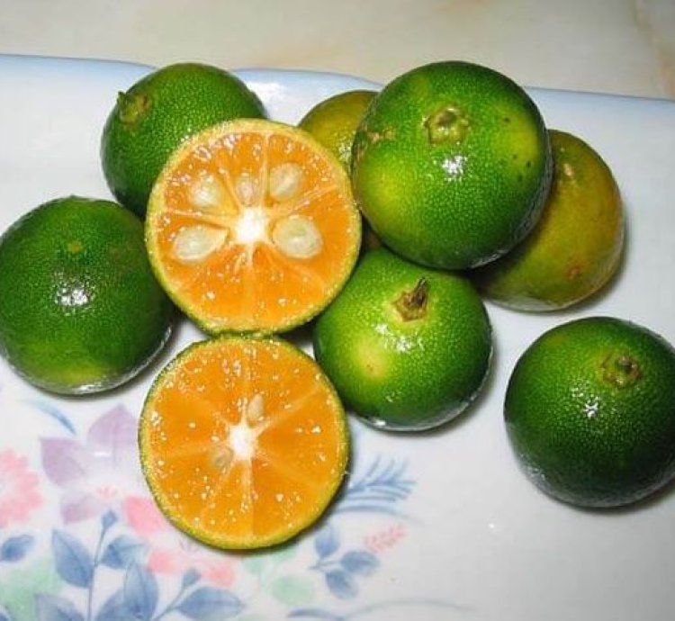 Kasturi Orange Fruit Tree Seedling