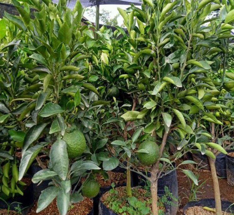 Dekopon Orange Fruit Tree Seedling