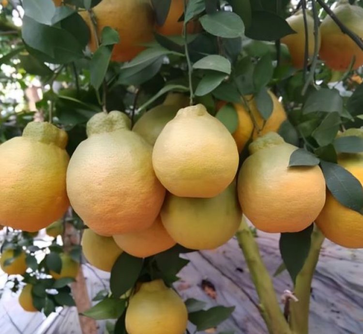 Dekopon Orange Fruit Tree Seedling