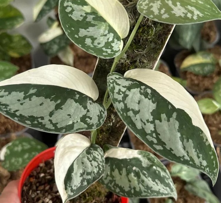 Scindapsus Simbara Variegated – Unique Exotic Tropical Foliage Plant, Easy Care for Indoor & Outdoor