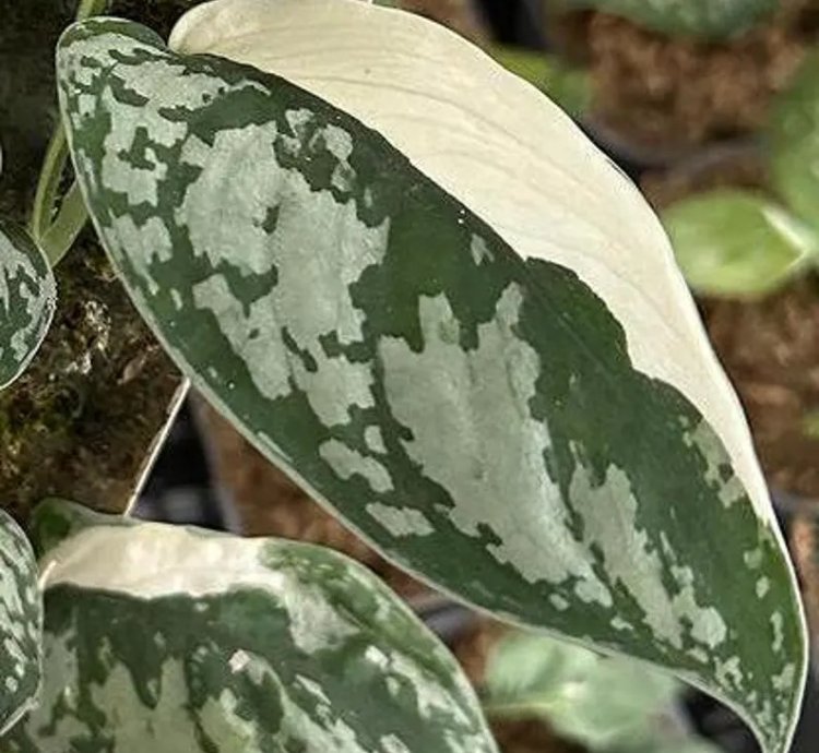 Scindapsus Simbara Variegated – Unique Exotic Tropical Foliage Plant, Easy Care for Indoor & Outdoor