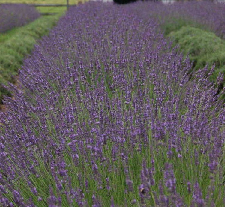 Phenomenal Lavender